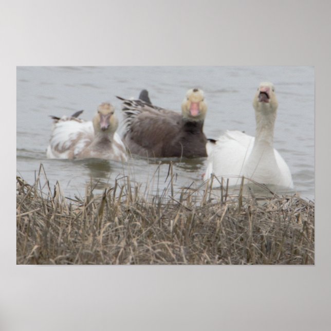  Snow Geese Poster (Frente)