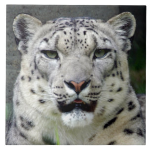 snow-leopard10x10