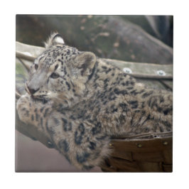 Snow Lepard