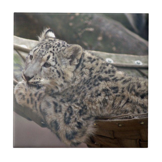 Snow Lepard (Frente)