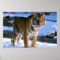 Snow Loving Tiger Poster