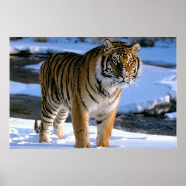 Snow Loving Tiger Poster (Frente)