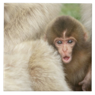 Snow Monkey Baby, Jigokudani, Nagano, Japão