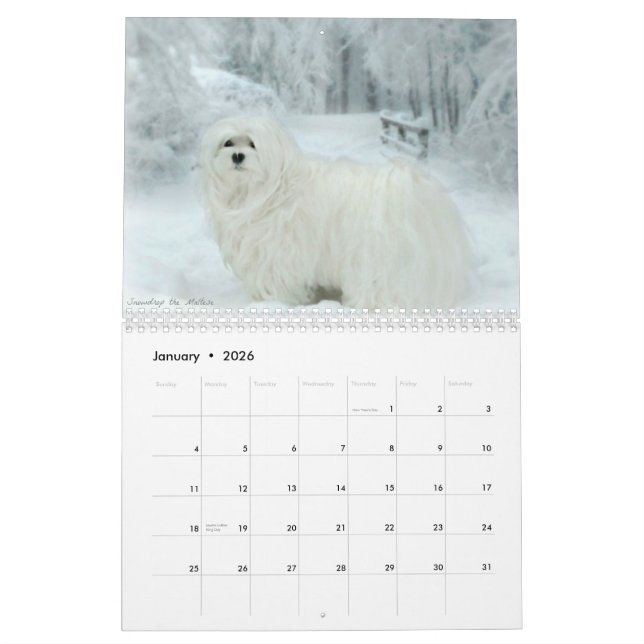 Snowdrop o calendário maltês (Jan 2026)