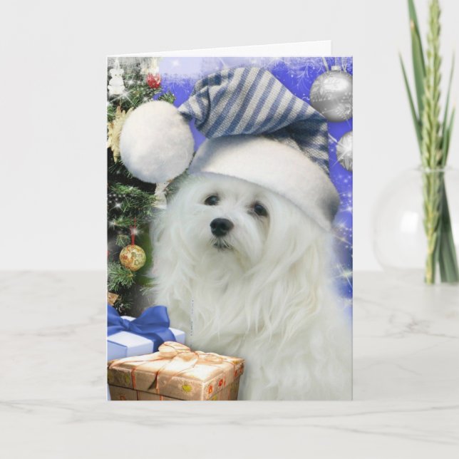 Snowdrop o Cartão de Natal Maltês (Frente)