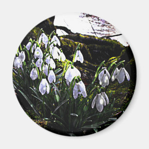 Snowdrops pela imã de geladeira de Hafren do rio
