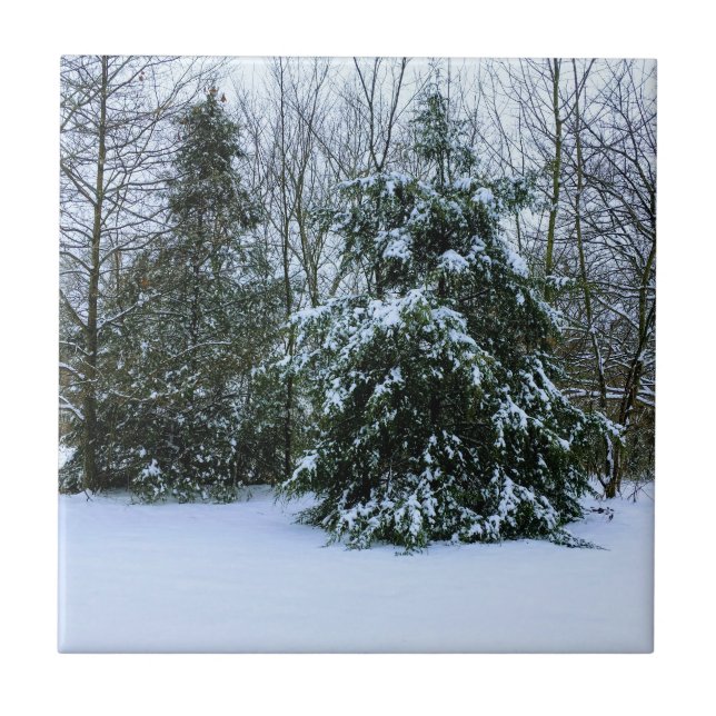 Snowy Cedars (Frente)