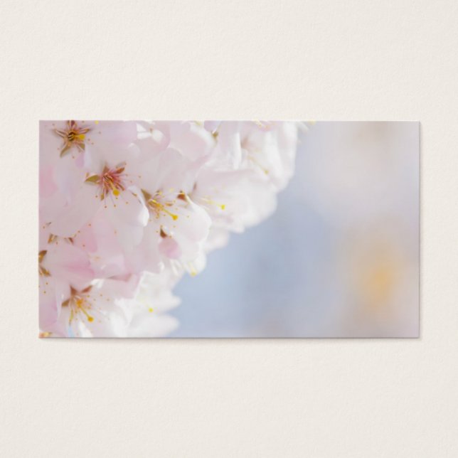 Snowy Cherry Blossoms (Frente)