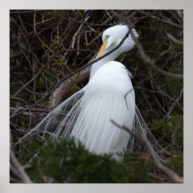 Snowy Egret Bird Poster (Frente)
