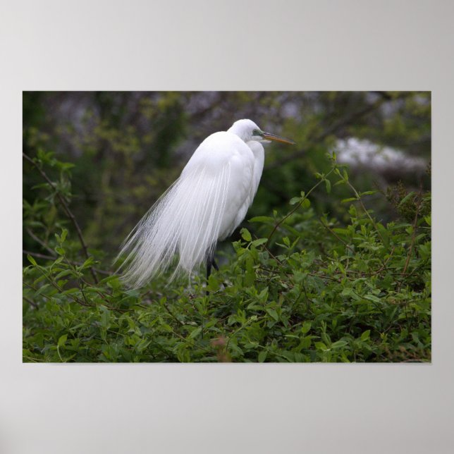Snowy Egret Bird Poster (Frente)