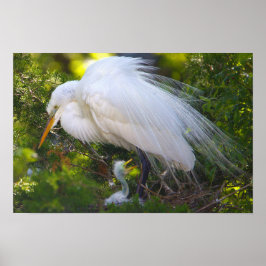 Snowy Egret com Baby Poster
