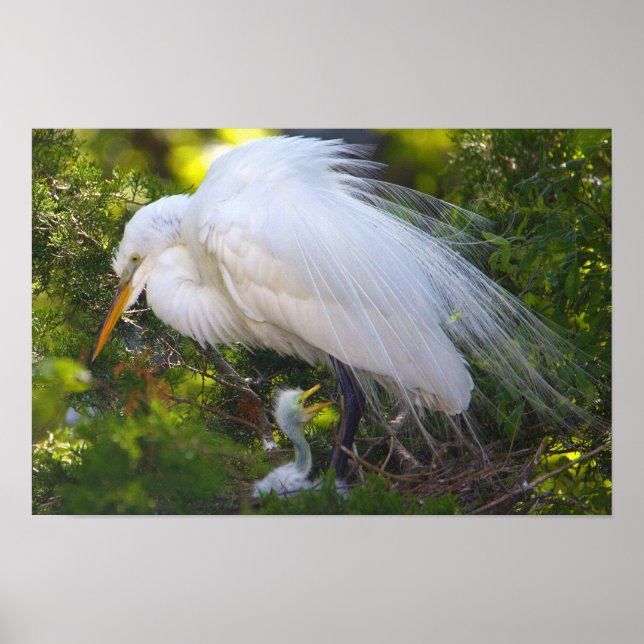 Snowy Egret com Baby Poster (Frente)