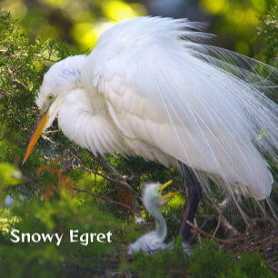 Snowy Egret com Baby Quebra-cabeça