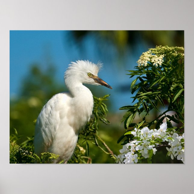 Snowy Egret com Impressão ou Poster (Frente)
