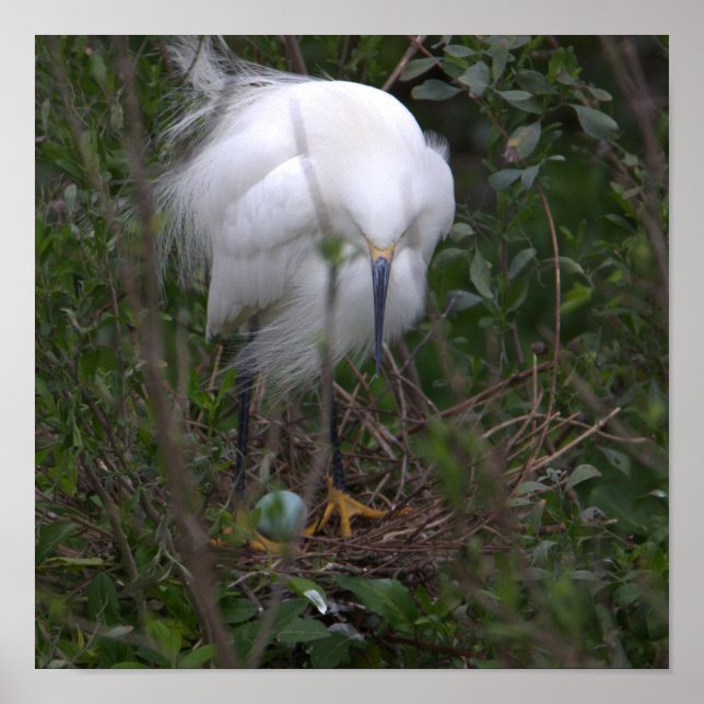 Snowy Egret com Poster de ovos (Frente)