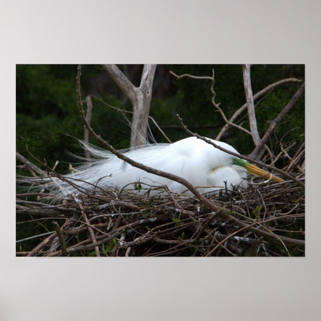 Snowy Egret Nesting Poster (Frente)