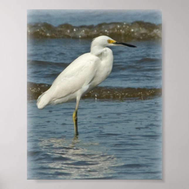 Snowy Egret Poster (Frente)