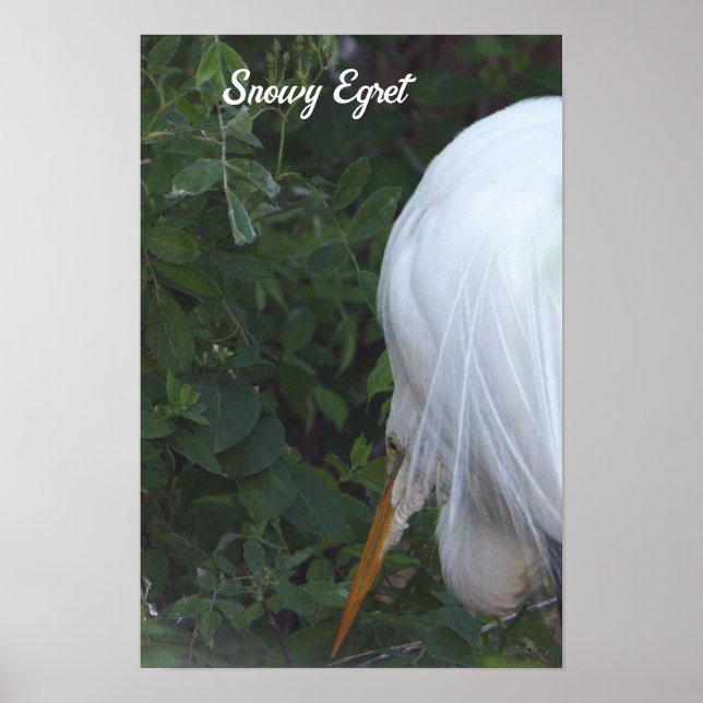 Snowy Egret Poster (Frente)