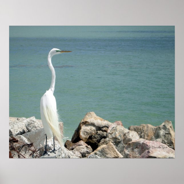 Snowy Egret Poster (Frente)