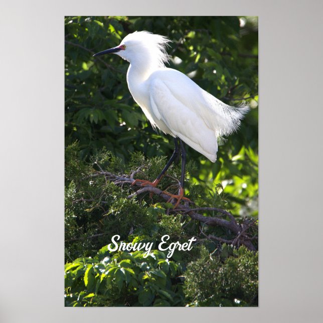 Snowy Egret Poster (Frente)