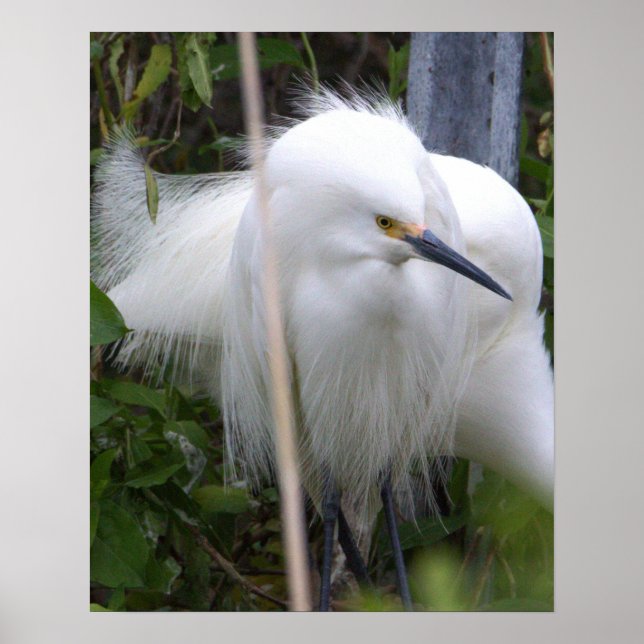 Snowy Egret Poster (Frente)