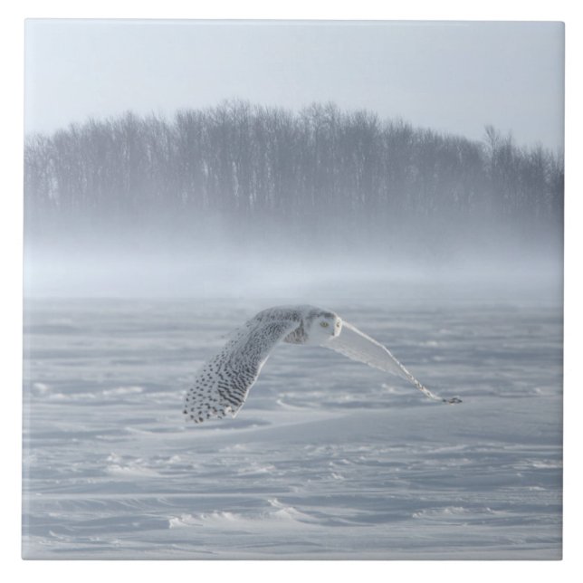 Snowy Owl Flying In Winter (Frente)