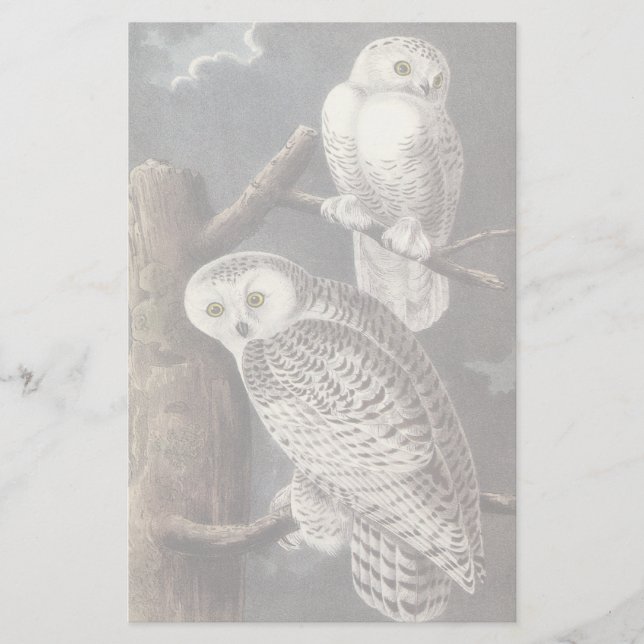 Snowy Owl, John Audubon (Frente)