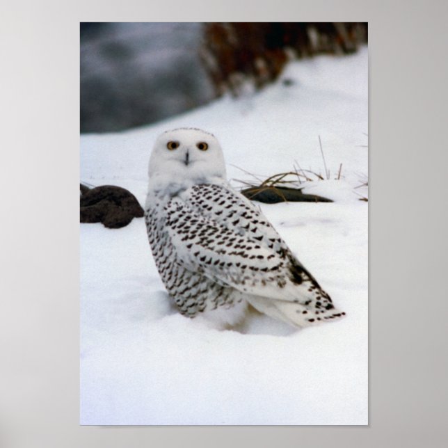 Snowy Owl na Poster de neve (Frente)