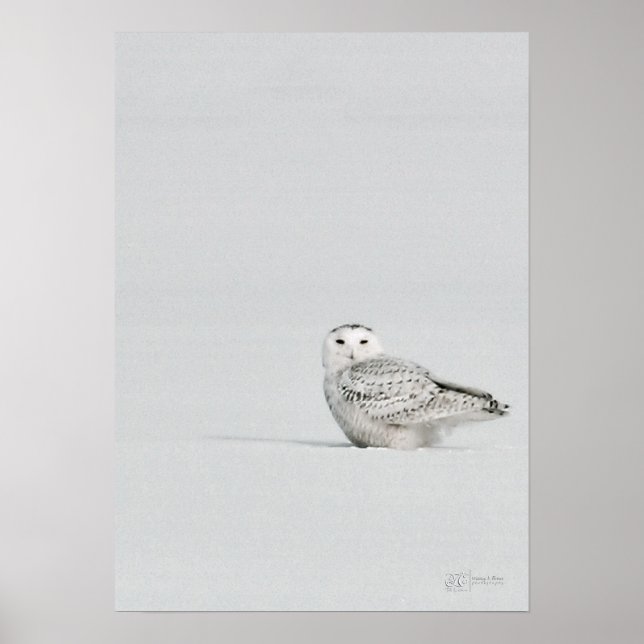 Snowy Owl Poster (Frente)