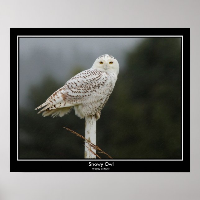 Snowy Owl Poster (Frente)