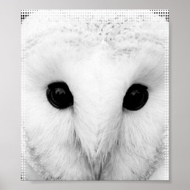 Snowy Owl Poster (Frente)
