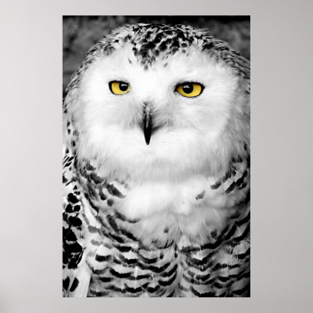 Snowy Owl Poster Impressão (Frente)