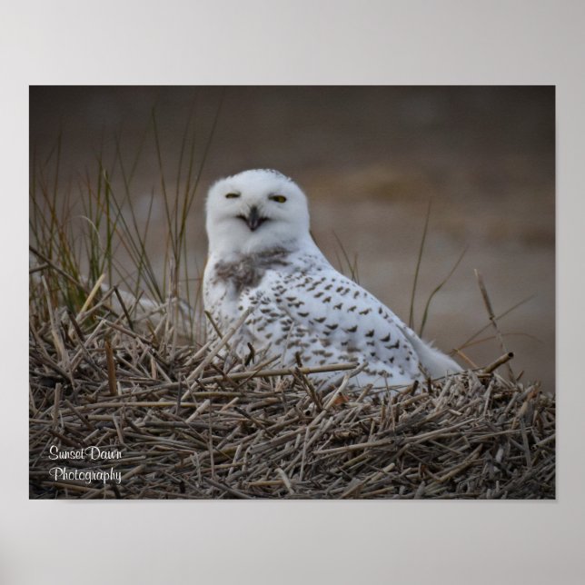Snowy Owl Smiling Poster (Frente)