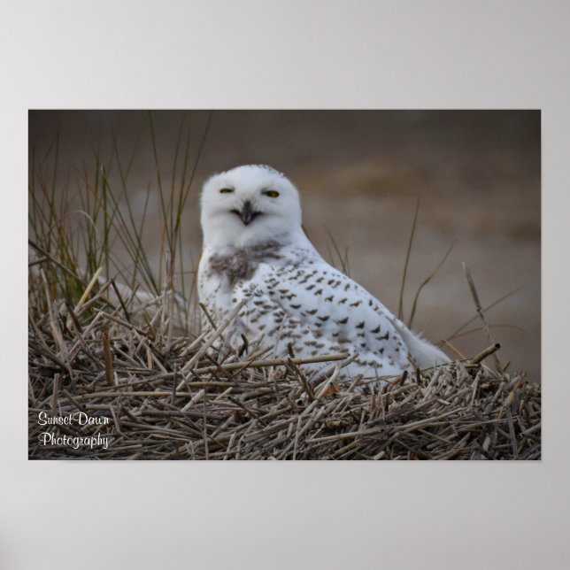Snowy Owl Smiling Poster (Frente)