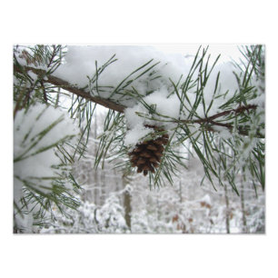 Snowy Pine Branch Winter Nature Fotografia