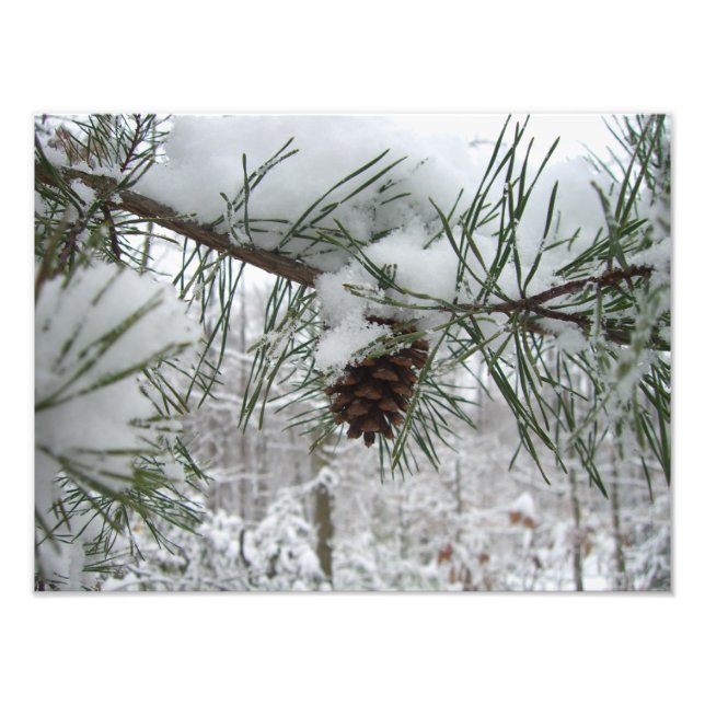 Snowy Pine Branch Winter Nature Fotografia (Frente)
