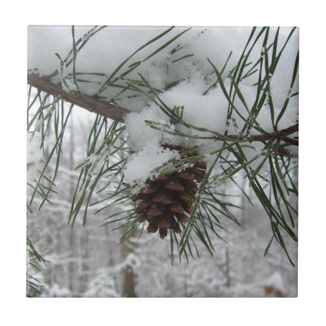 Snowy Pine Branch Winter Nature Fotografia (Frente)