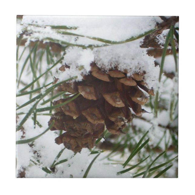 Snowy Pine Cone I Winter Nature Photoshop (Frente)