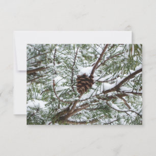 Snowy Pine Cone II Fotografia de inverno