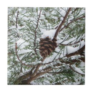 Snowy Pine Cone II Fotografia de inverno