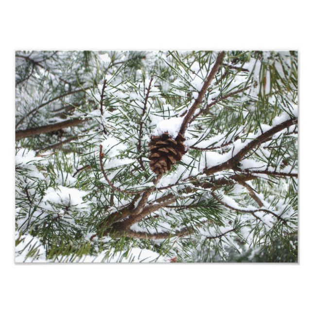 Snowy Pine Cone II Fotografia de inverno (Frente)