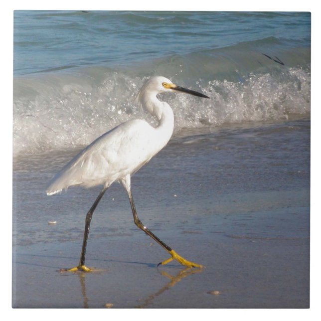 Snowy White Egret (Frente)
