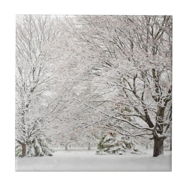 Snowy Winter Forest (Frente)