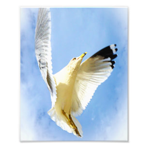 Soar gaivota na fotografia do Pássaro de Praia