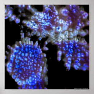 Sob o Microscope Art Impressão