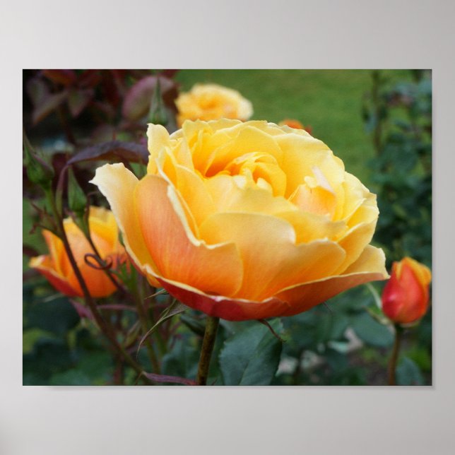 Sobre o Face Rosa nº 2 Poster (Frente)