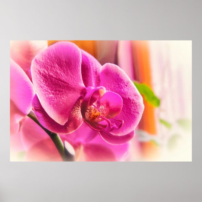 Soft Focus Pink Orchid Floral Photo Poster (Frente)