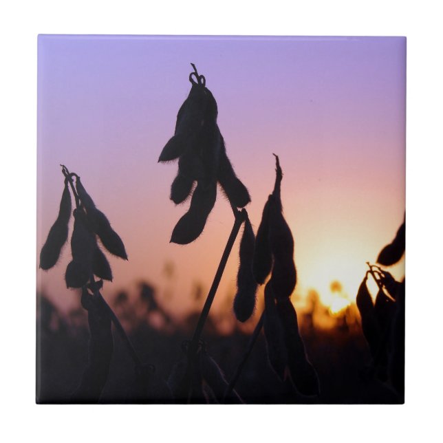 Soja no Sunset (Frente)