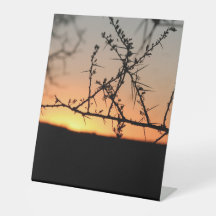 Sol africano com silhueta espinhal de acácia