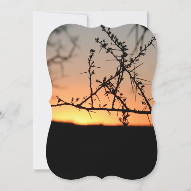 Sol africano com silhueta espinhal de acácia (Frente)